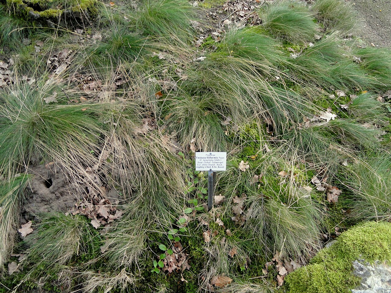 Fineleaf sheep fescue: Botanical specimen in the Botanischer Garten, Frankfurt am Main, located at Siesmayerstraße 72, Frankfurt am Main, Germany.