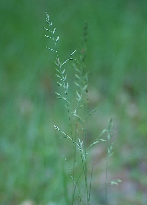 Fineleaf sheep fescue: Festuca filiformis