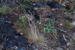 Fineleaf sheep fescue (Festuca filiformis)
