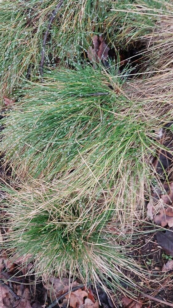 Fineleaf sheep fescue (Festuca filiformis)