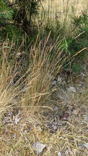 Fineleaf sheep fescue (Festuca filiformis)