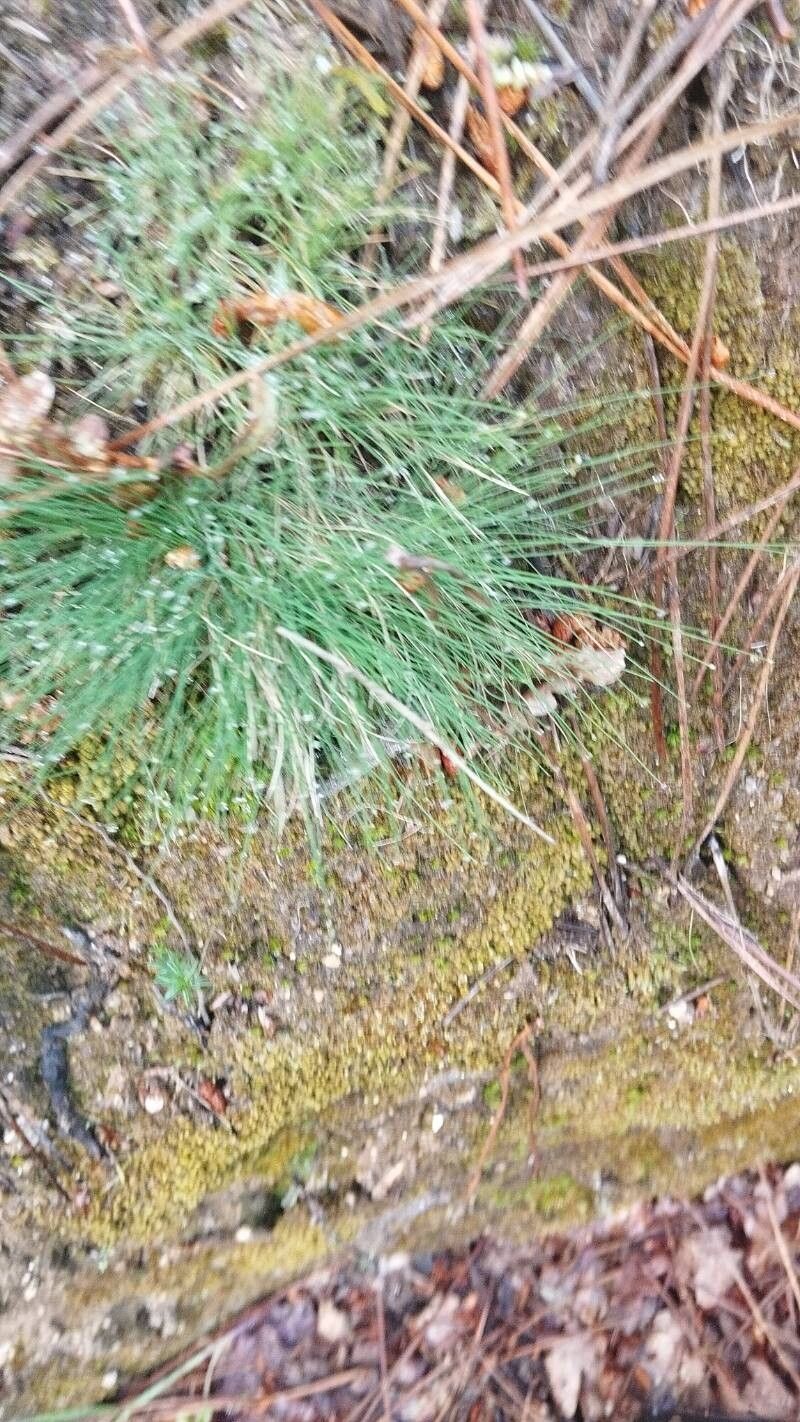 Fineleaf sheep fescue (Festuca filiformis)