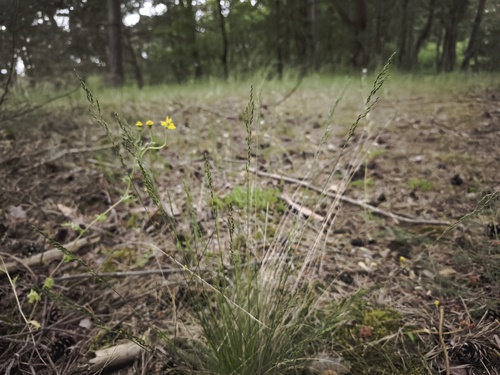 Fineleaf sheep fescue (Festuca filiformis)