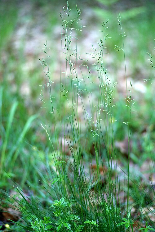 Fineleaf sheep fescue: Festuca filiformis