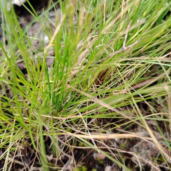 Fineleaf sheep fescue (Festuca filiformis)