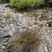 Fineleaf sheep fescue (Festuca filiformis)