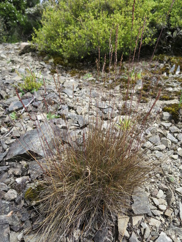 Fineleaf sheep fescue (Festuca filiformis)