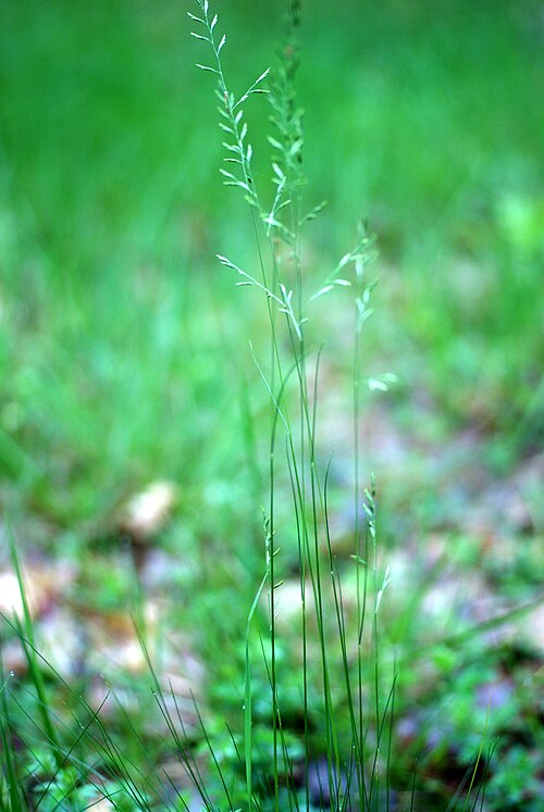 Fineleaf sheep fescue: Festuca filiformis