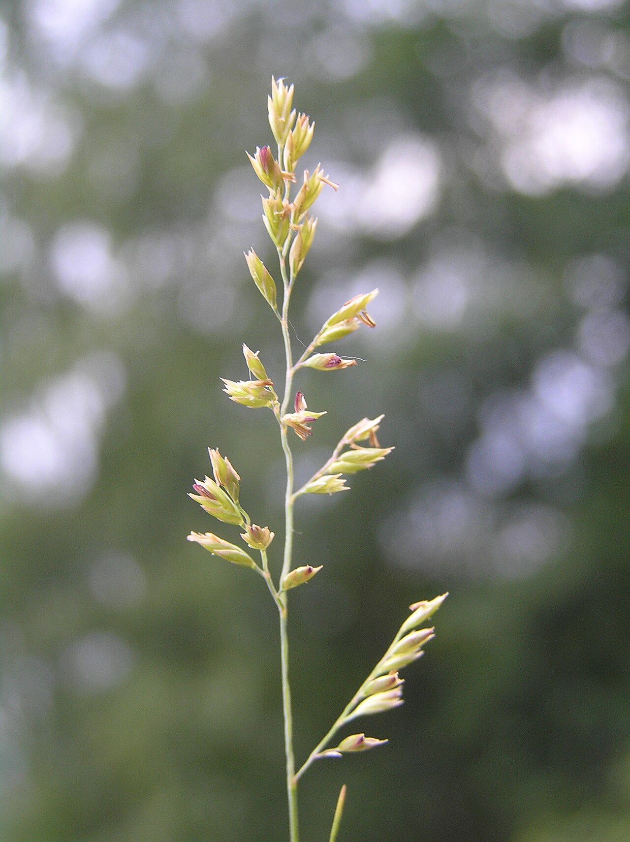 Fineleaf sheep fescue: Festuca filiformis, Rusava, Moravia, Czech Republic