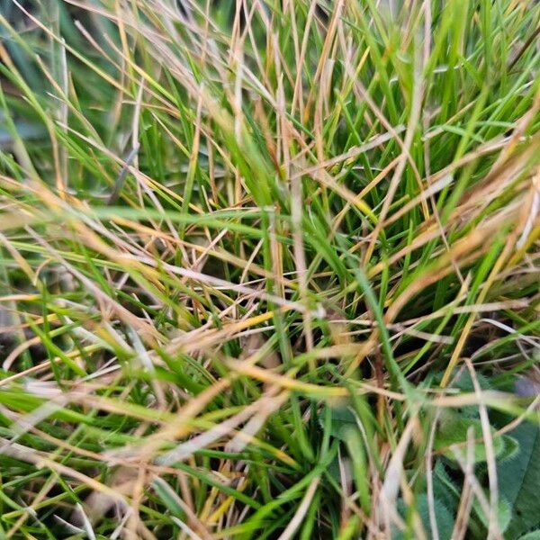 Bearskin fescue (Festuca gautieri)