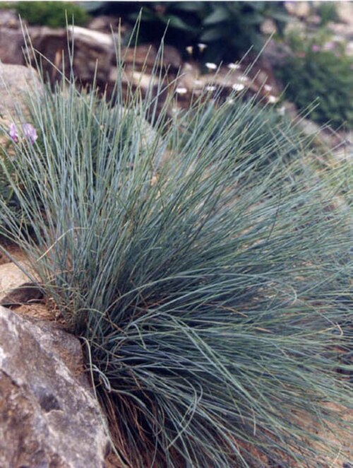 Festuca glauca: Festuca glauca