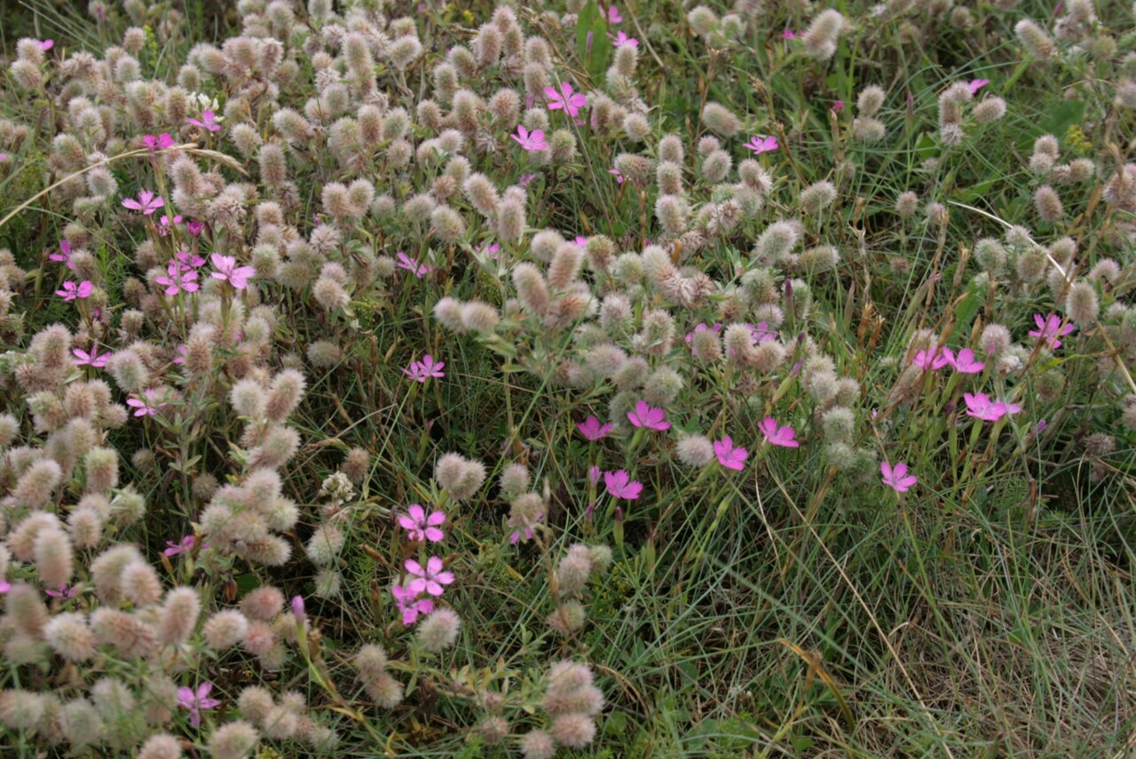 Festuca glauca: A habitat (coastal pasture) with three species forming a close community: Trifolium arvense , Dianthus deltoides and Festuca glauca . The soil is depleated sand