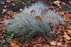 Festuca glauca (Festuca glauca)