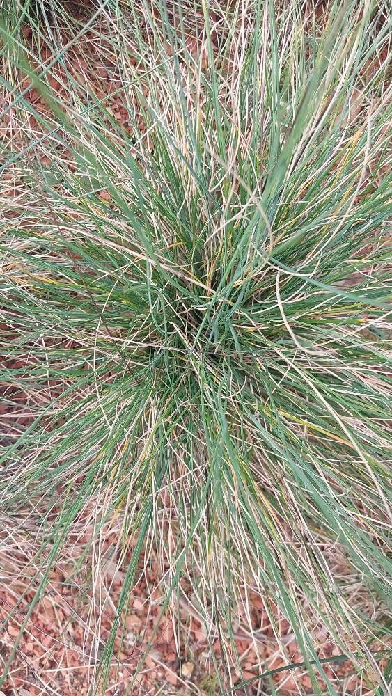 Festuca glauca (Festuca glauca)