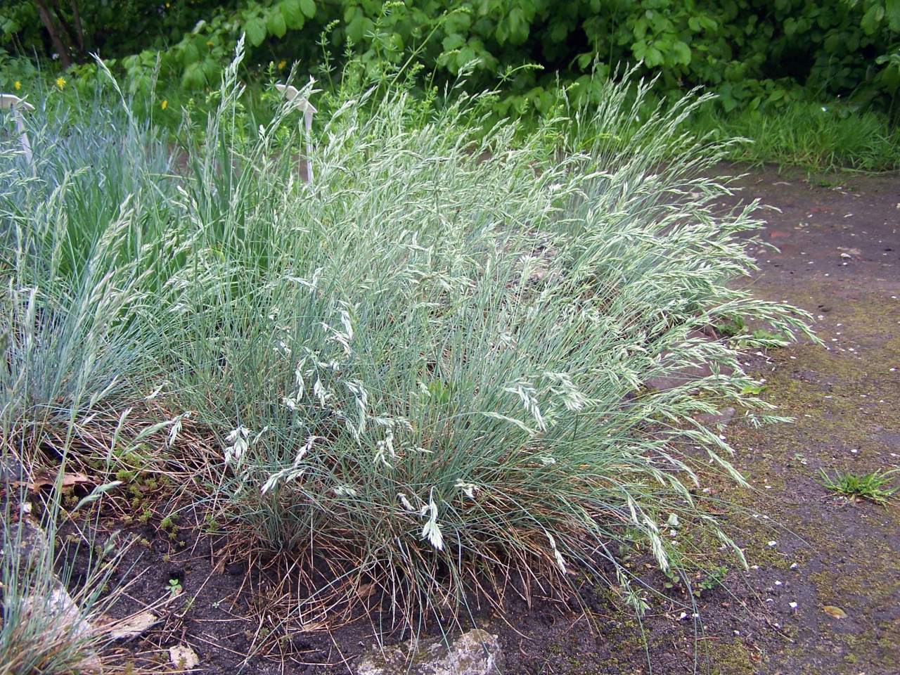 Festuca glauca: Festuca cinerea