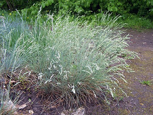 Festuca glauca: Festuca cinerea