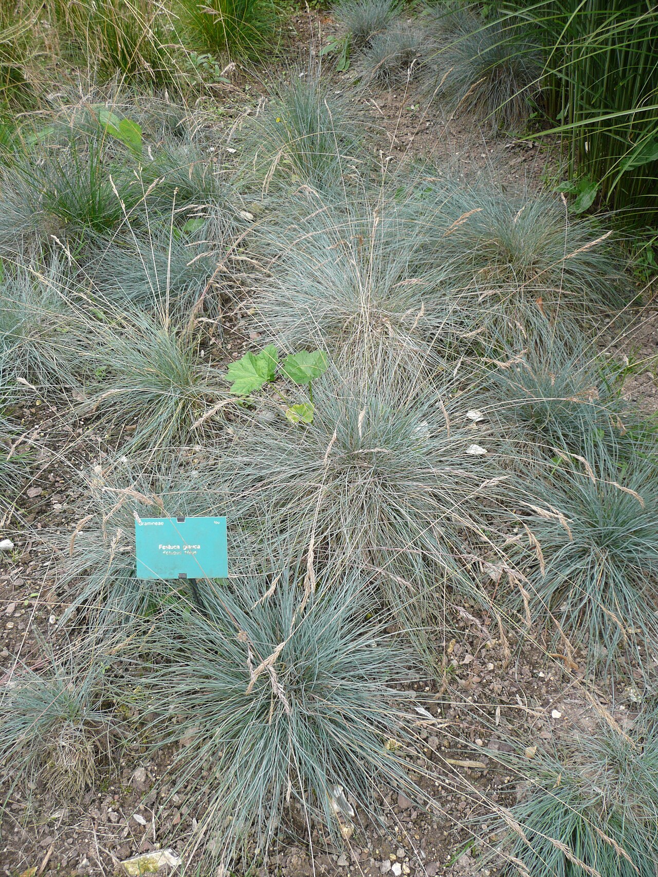 Festuca glauca: Festuca glauca in Jardins de Valloires Map: 50° 20' 50" N 01° 49' 11" E