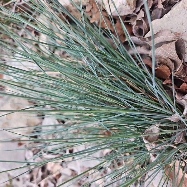 Festuca glauca (Festuca glauca)