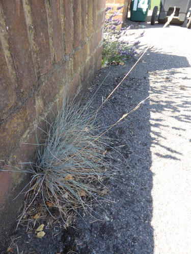 Festuca glauca (Festuca glauca)