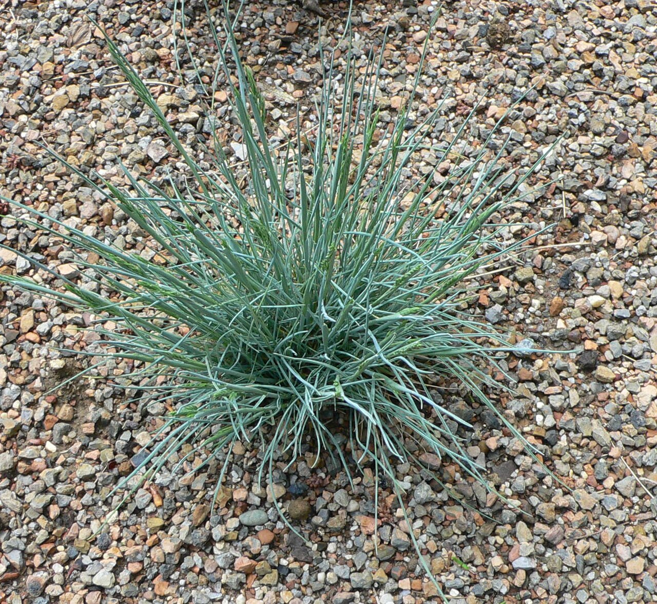 Festuca glauca (Festuca glauca)