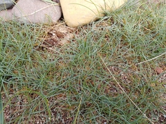 Festuca glauca (Festuca glauca)