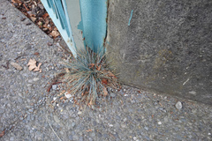 Festuca glauca (Festuca glauca)
