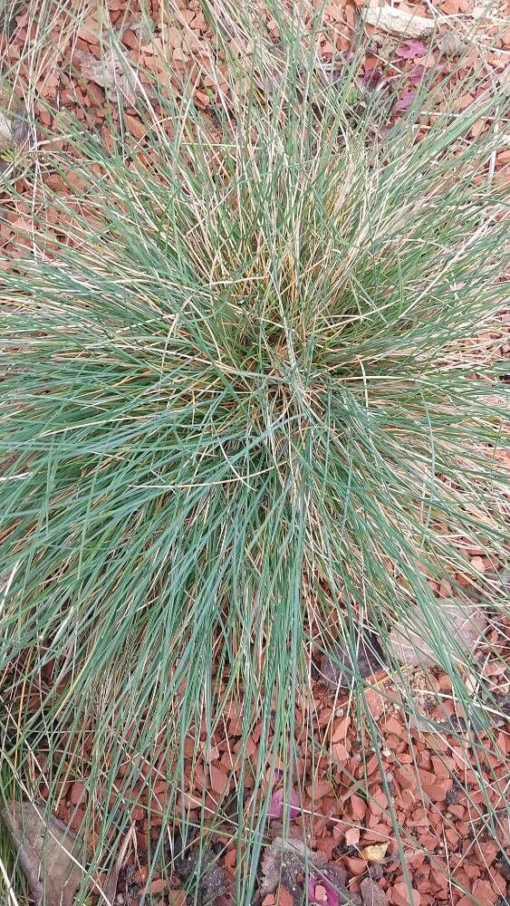 Festuca glauca (Festuca glauca)