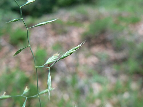 Variousleaf fescue: Festuca heterophylla