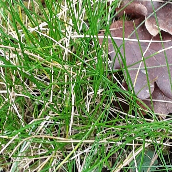 Variousleaf fescue (Festuca heterophylla)