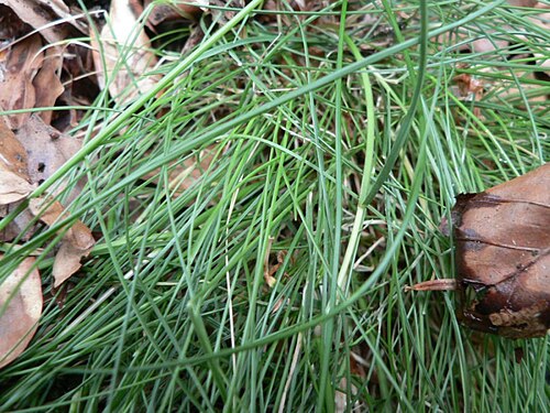 Variousleaf fescue: Festuca heterophylla