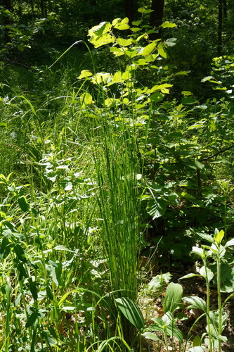 Variousleaf fescue (Festuca heterophylla)