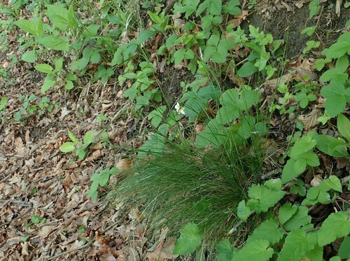 Variousleaf fescue (Festuca heterophylla)