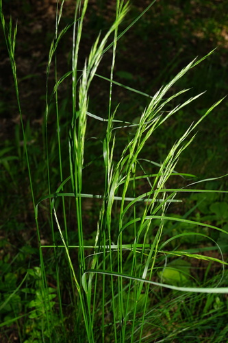 Variousleaf fescue (Festuca heterophylla)