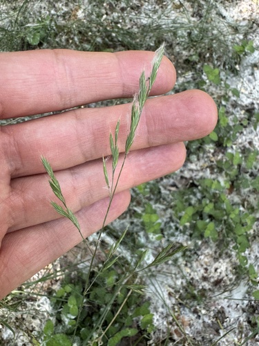 Variousleaf fescue (Festuca heterophylla)