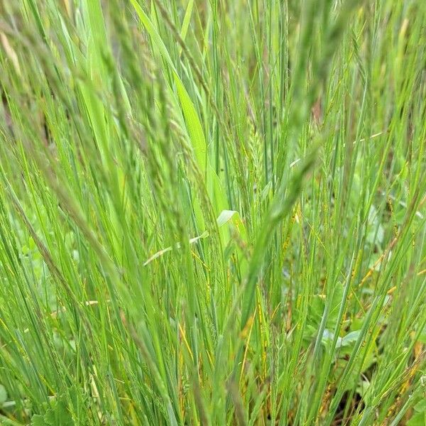 Rat's-tail fescue (Festuca myuros)
