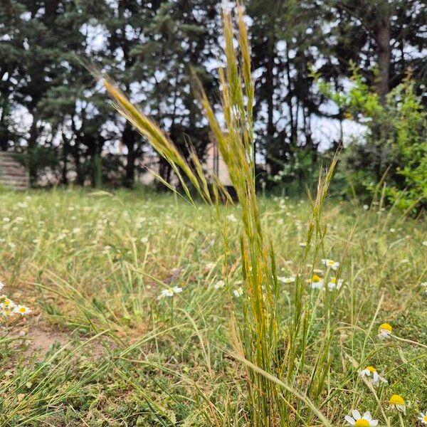 Rat's-tail fescue (Festuca myuros)