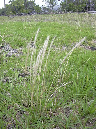 Rat's-tail fescue: Vulpia myuros (habit). Location: Maui, Auwahi