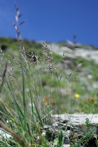 Sheep fescue (Festuca ovina)