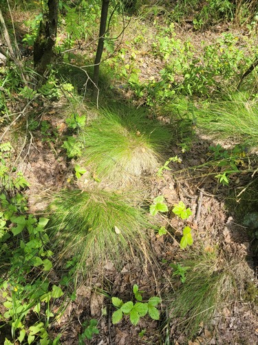 Sheep fescue (Festuca ovina)
