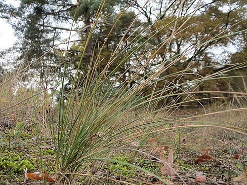 Sheep fescue: Schaf-Schwingel ? ( Festuca ovina ) im Naturschutzgebiet Hirschacker und Dossenwald