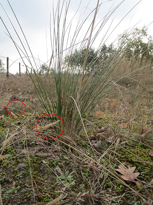 Sheep fescue: Schaf-Schwingel ? ( Festuca ovina ) im Naturschutzgebiet Hirschacker und Dossenwald