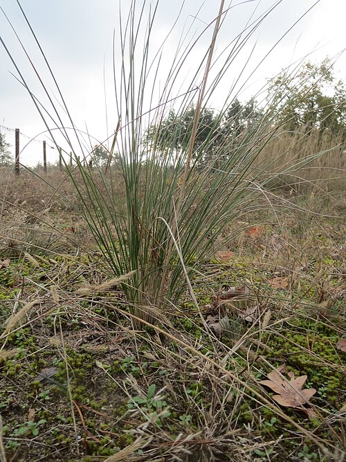 Sheep fescue: Schaf-Schwingel ? ( Festuca ovina ) im Naturschutzgebiet Hirschacker und Dossenwald