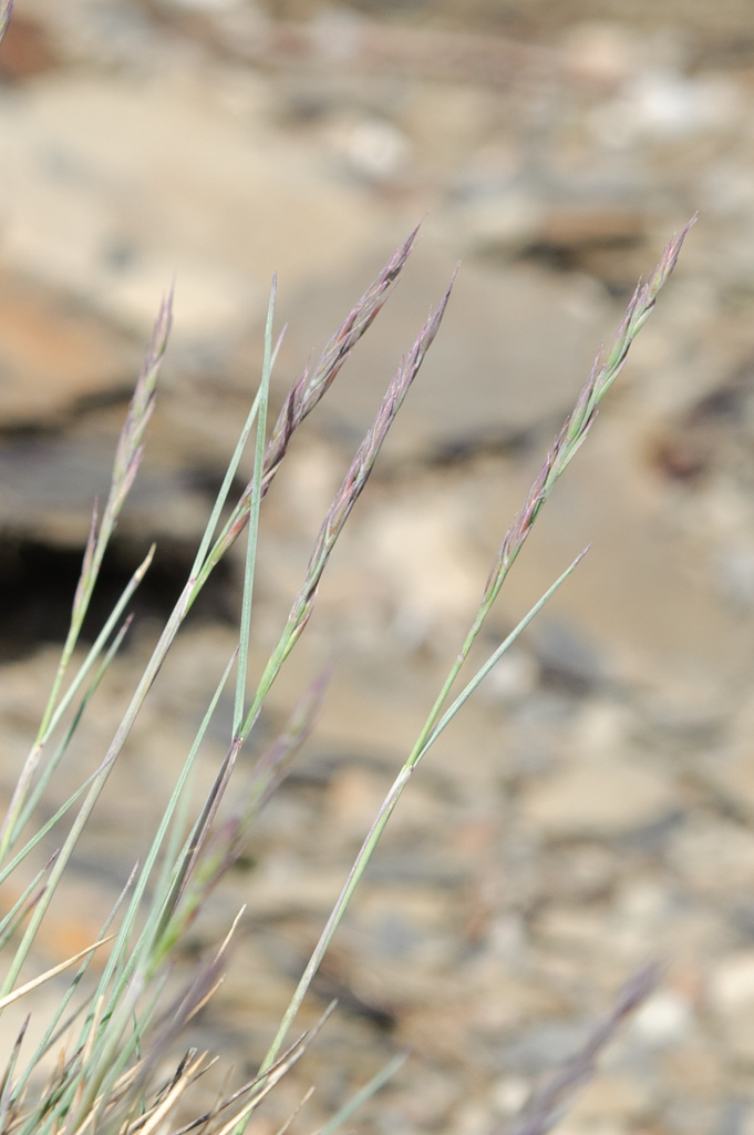 Sheep fescue (Festuca ovina)