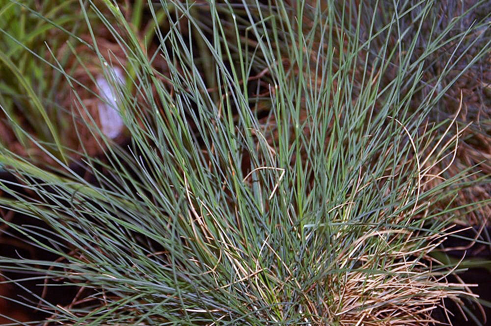 Sheep fescue: Location taken: the United States National Arboretum, Washington D.C.. Names: Festuca trachyphylla (Hack.) Hack., Blue Fescue, Blue Fescue Grass, Elijah Blue Fe