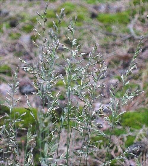 Sheep fescue: (nl: Ruig schapengras bloeiwijze) Festuca ovina subsp. hirtula;