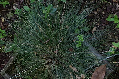 Sheep fescue: Festuca ovina in Jardin botanique de la Charme, Clermont-Ferrand, France