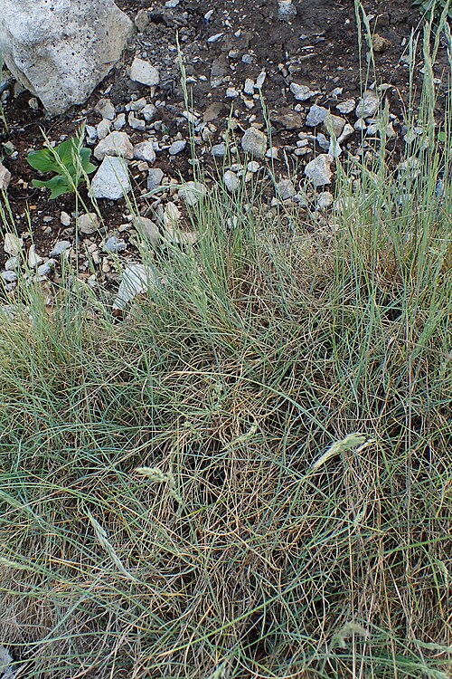 Sheep fescue: Festuca ovina labelled as Festuca centroapenninica in Jibou Botanical Garden
