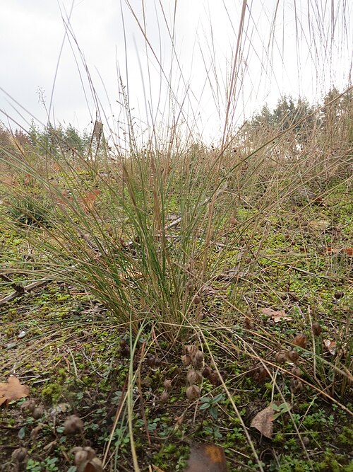 Sheep fescue: Schaf-Schwingel ? ( Festuca ovina ) im Naturschutzgebiet Hirschacker und Dossenwald
