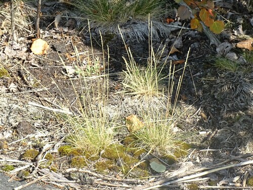 Sheep fescue (Festuca ovina)