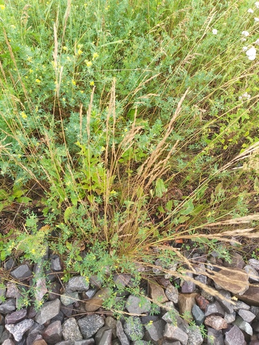 Red fescue (Festuca rubra)
